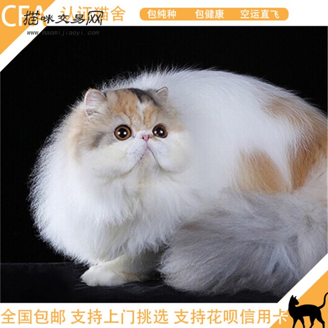 加菲猫活体纯种虎斑加白异国短毛猫长毛猫波斯猫家养