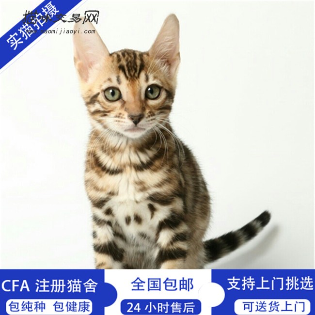 纯种亚洲豹猫孟加拉豹猫宠物活体繁殖幼猫小猫咪宠物