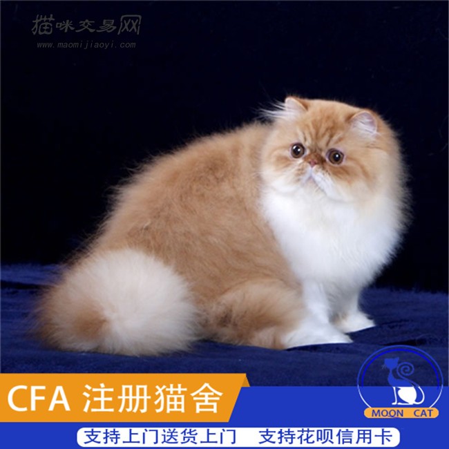 宠物猫咪活体异国短毛猫纯白色加菲猫布偶猫波斯猫缅因幼猫