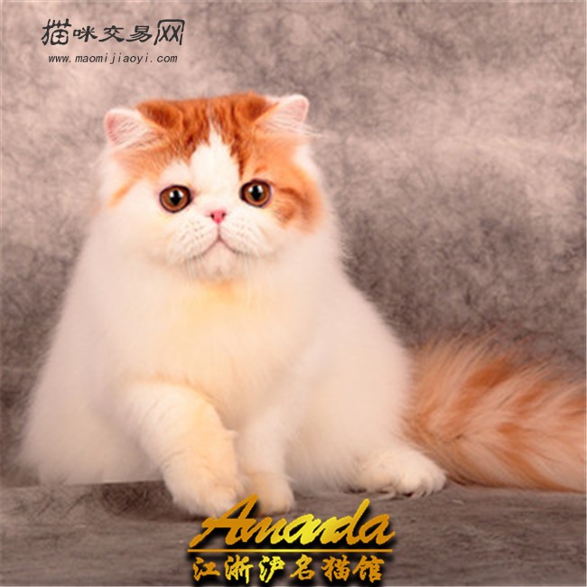 加菲猫波斯猫活体幼猫纯种宠物猫纯白长毛加菲猫加菲