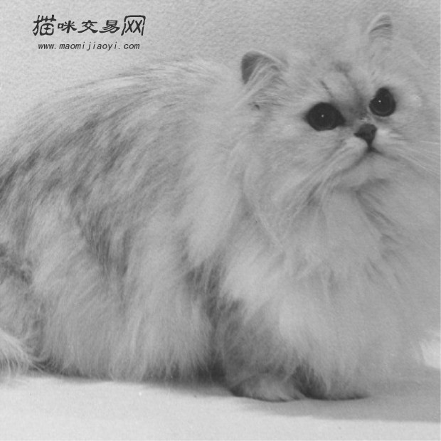 猫咪交易网 > 买猫卖猫 金吉拉猫 天津 河北 同城实地上门挑选 宠物猫