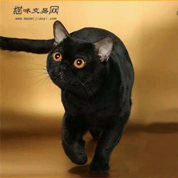 猫咪交易网 > 买猫卖猫 孟买猫 河南 信阳 出售宠物猫支持货到付款