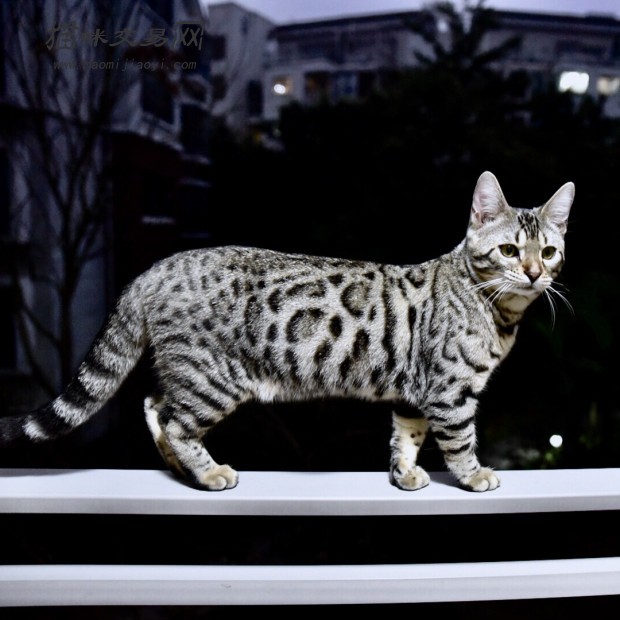 纯种孟加拉豹猫宠物雪豹金豹银豹小豹猫可上门全国包邮