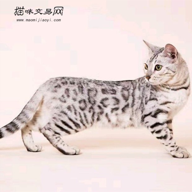 纯种孟加拉豹猫宠物雪豹幼猫小猫咪宠物豹猫可上门全国包邮