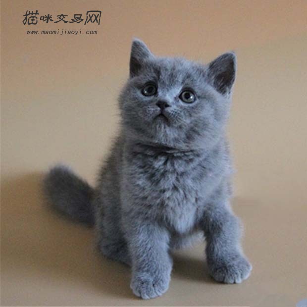 猫咪交易网 > 买猫卖猫 英短蓝猫 重庆 涪陵 宠物猫价格便宜的 宠物猫