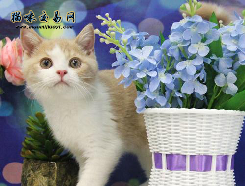 猫咪市场：广州加菲猫2021年报价！