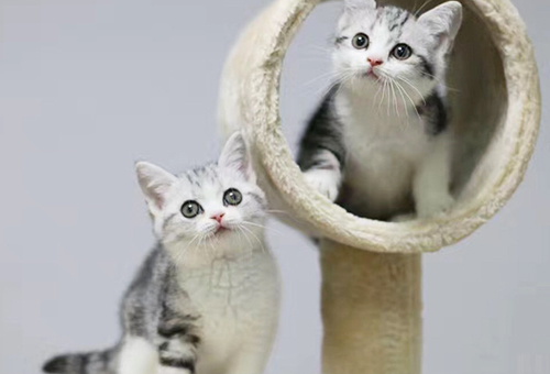 2021年猫咪市场行情：上海暹罗猫纯种的价格多少钱？