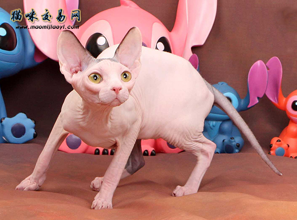 北京正规宠物猫专卖店纯种缅因猫价格多少钱？