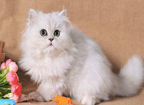 杭州宠物猫舍的纯种金渐层猫咪价格多少钱？