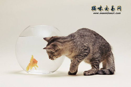 CFa认证猫舍：上海金渐层宠物猫价格多少钱？