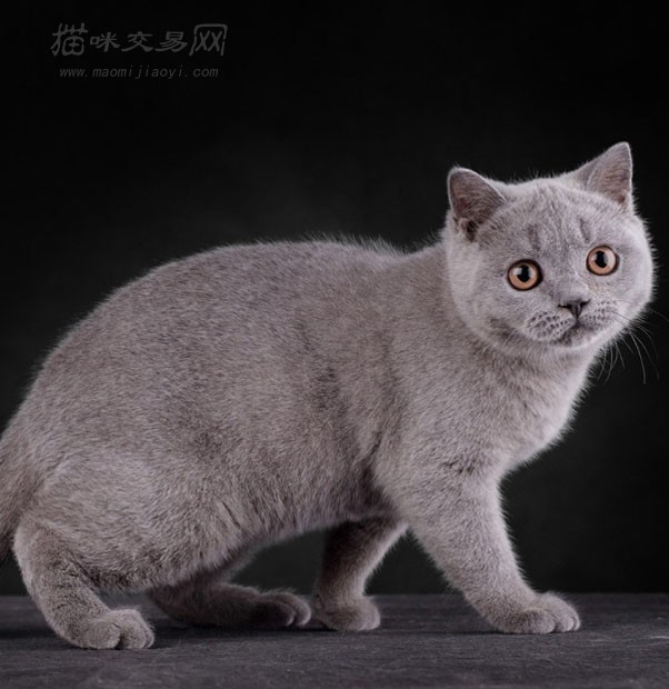 猫咪交易网 > 买猫卖猫 英短蓝猫 海南 三亚 购买宠物猫不满意包退换