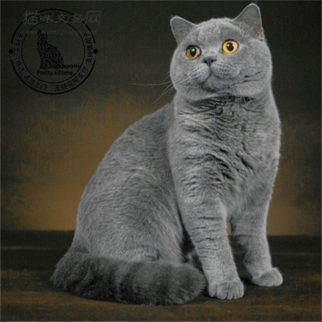 出售宠物幼猫活体纯种英国短毛猫英短蓝猫活体宠物猫