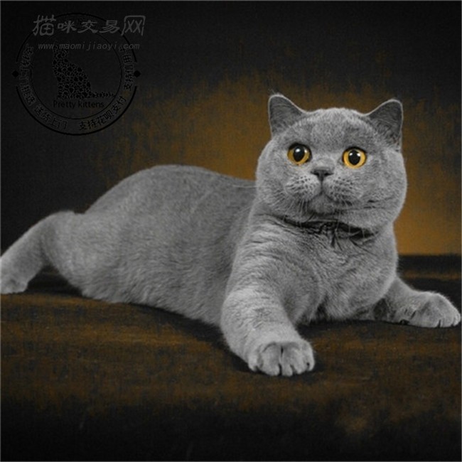 出售英短蓝猫幼猫宠物猫纯种活体宠物猫英国短毛猫家养小猫咪公母