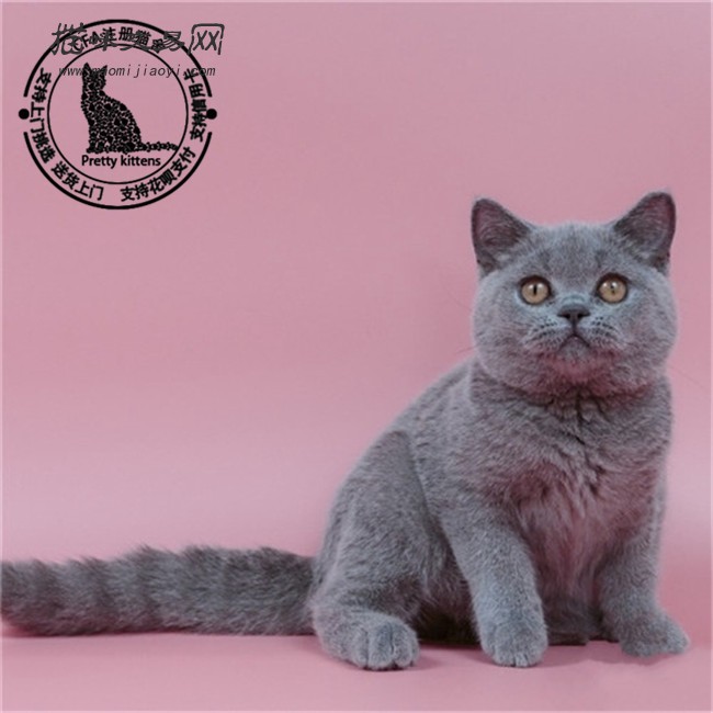出售英短蓝猫活体纯蓝短毛猫纯种宠物猫咪幼猫小猫