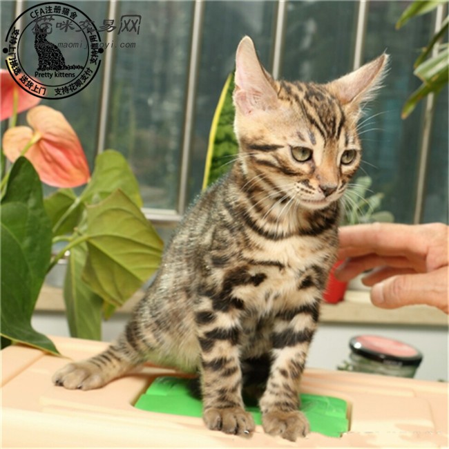 豹猫活体出售家养孟加拉豹猫活体银虎斑热带草原猫