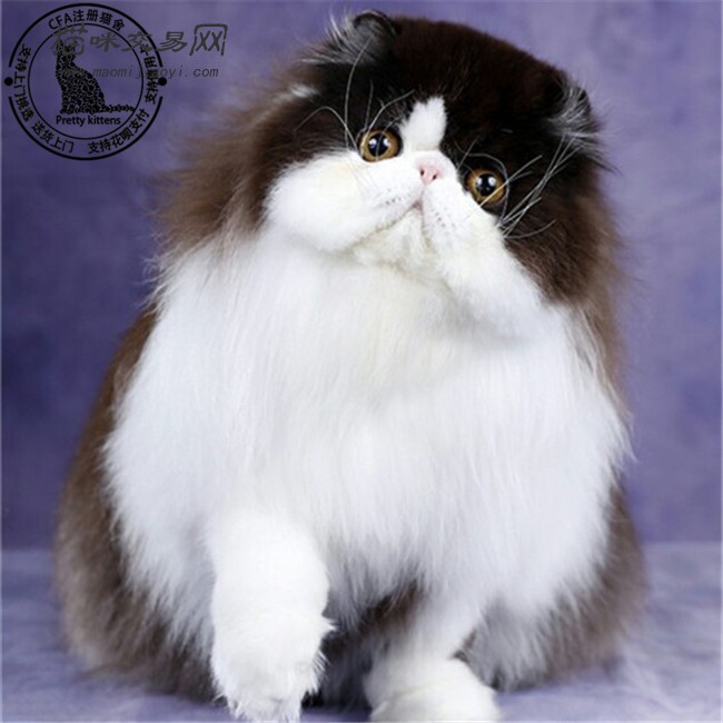宠物猫波斯猫活体幼猫异国短毛猫纯种纯白波斯长毛加菲猫