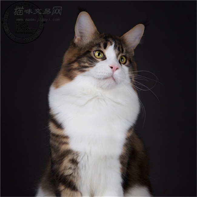 上海最大的猫舍缅因猫幼猫活体纯种巨型宠物猫挪威森林猫可上门