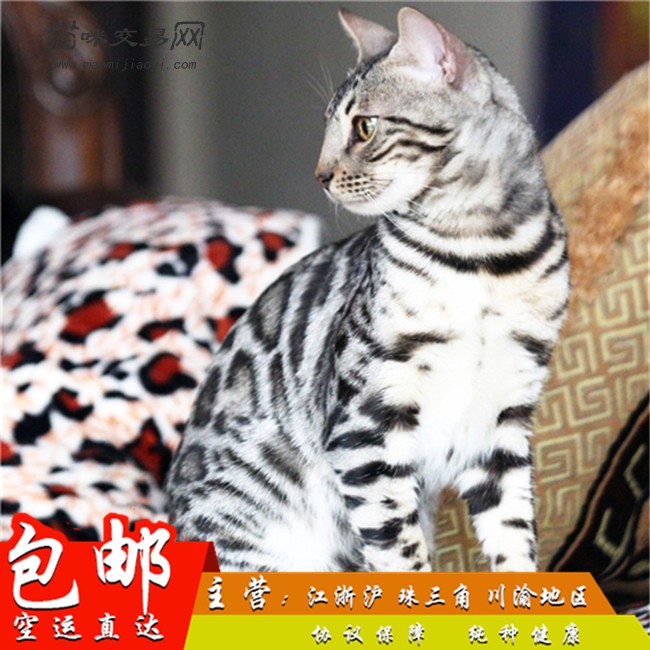 豹猫活体纯种孟加拉金钱豹幼猫虎斑豹纹猫咪银虎斑猫猫舍