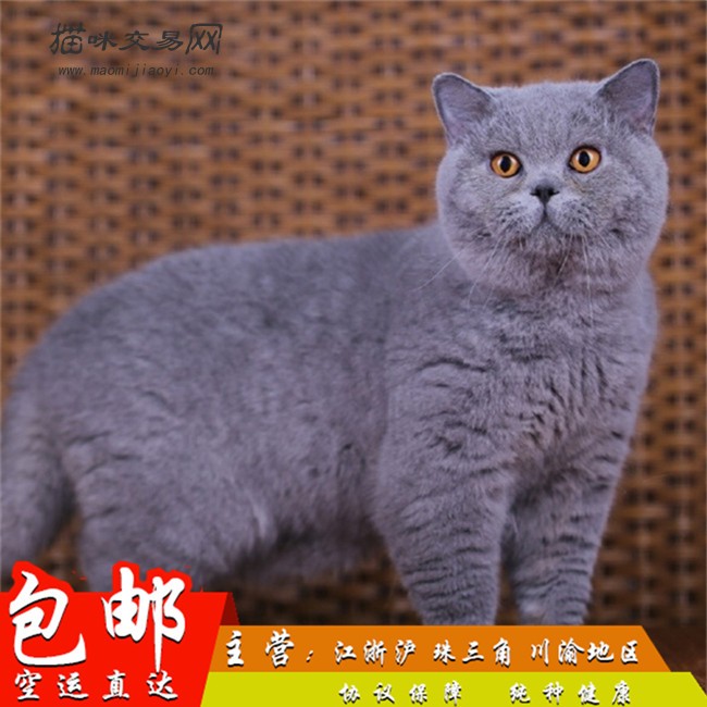 猫舍纯种英国短毛猫蓝白惊讶猫英短毛宠物英短蓝猫俄罗斯蓝猫
